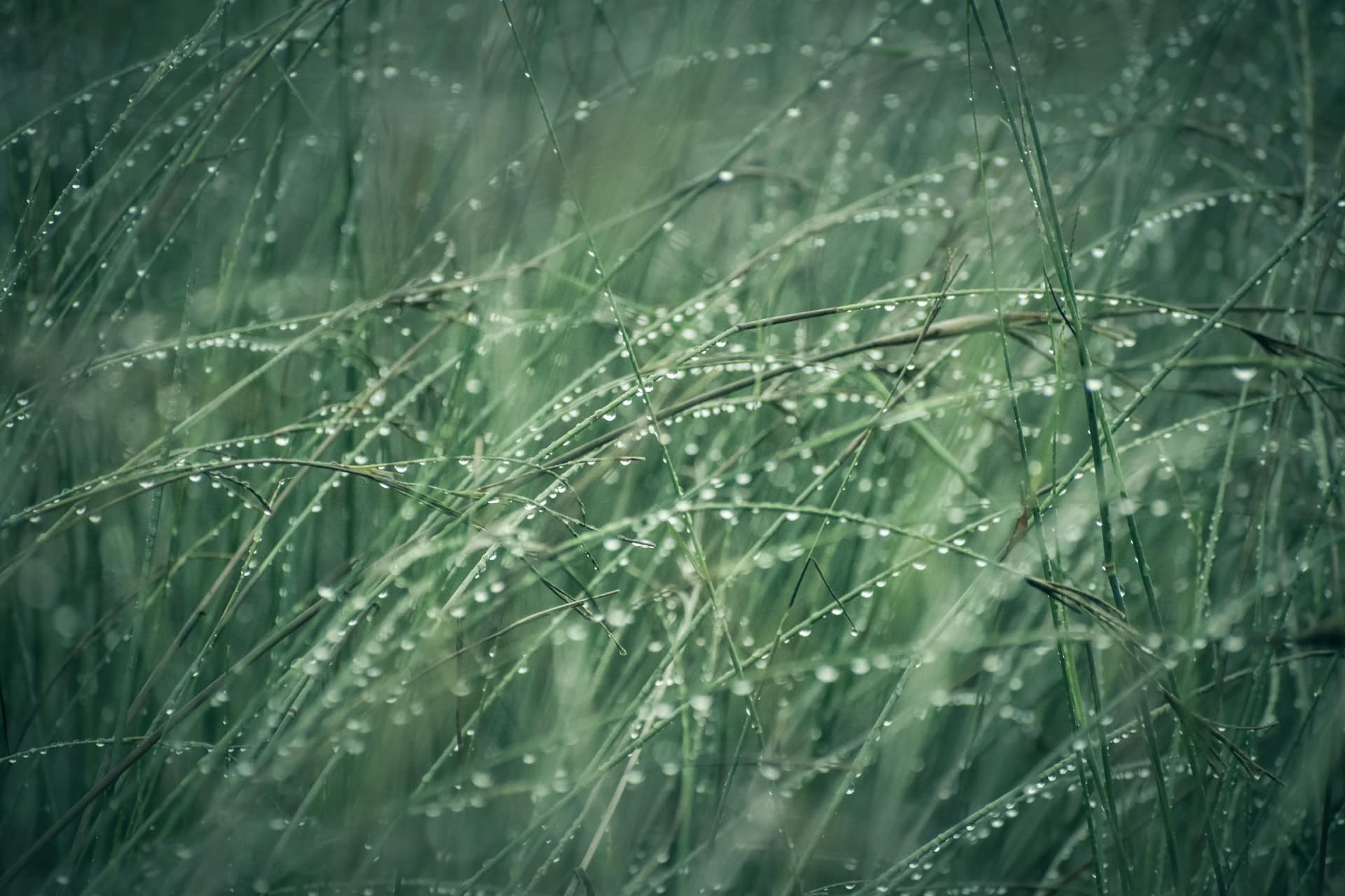 Comment récupérer de l'eau de pluie ?